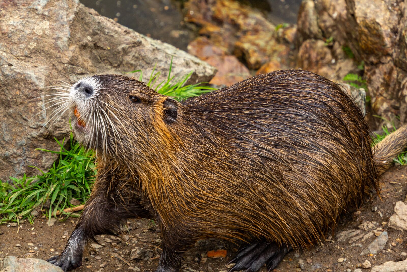 Olympus M.Zuiko Digital ED 12-200mm F3.5-6.3 sample photo. Nutria, animal, water photography