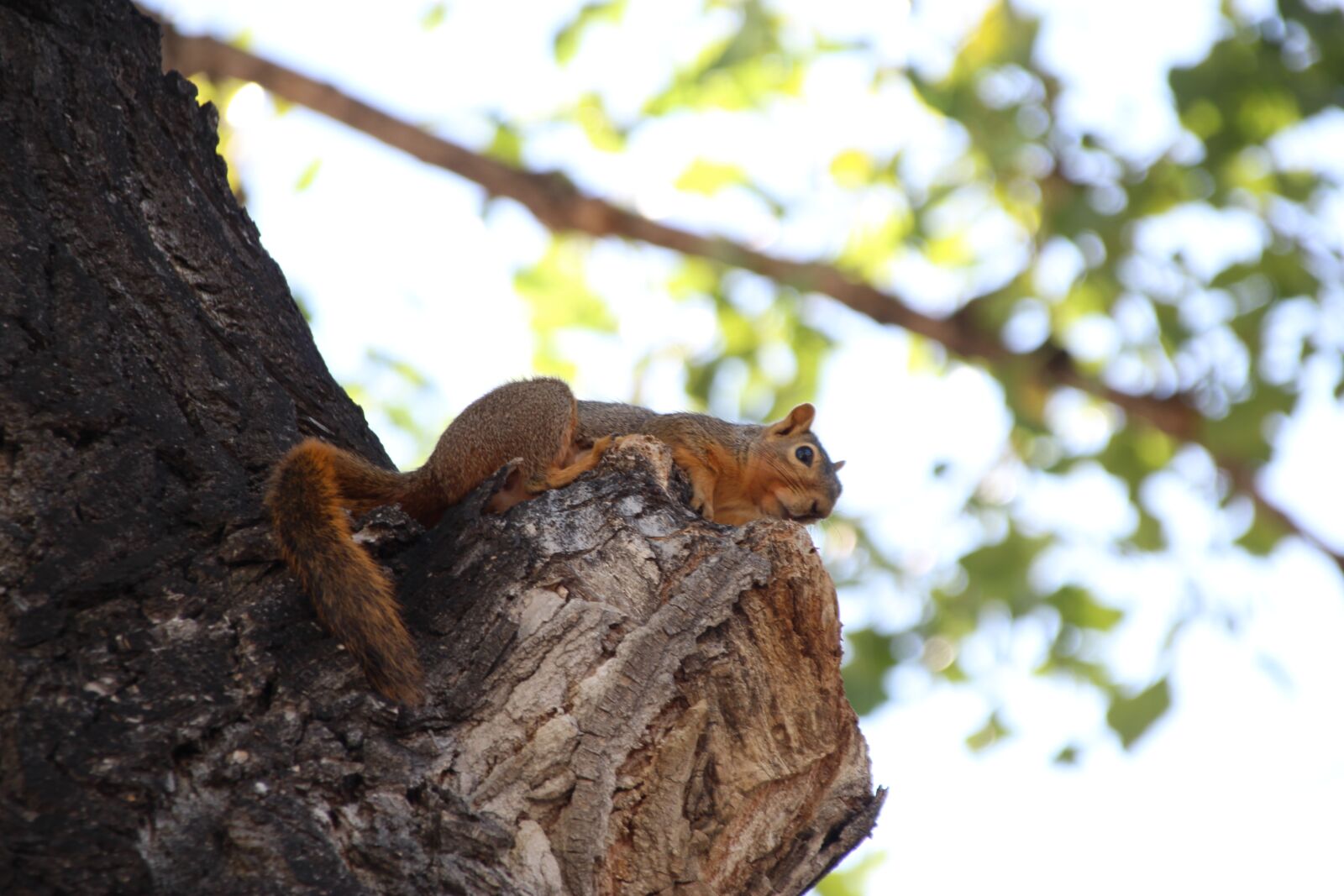 Canon EOS 1300D (EOS Rebel T6 / EOS Kiss X80) sample photo. Squirrel, tree, furry photography