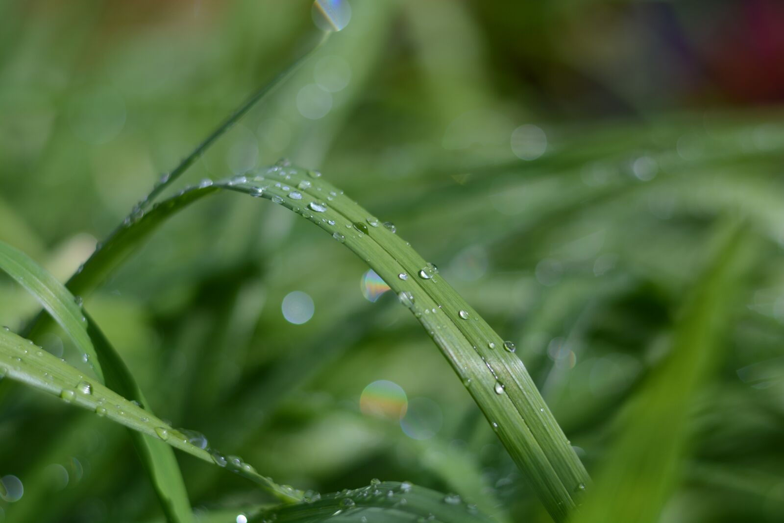 Nikon D7100 sample photo. Drop, water, dew photography