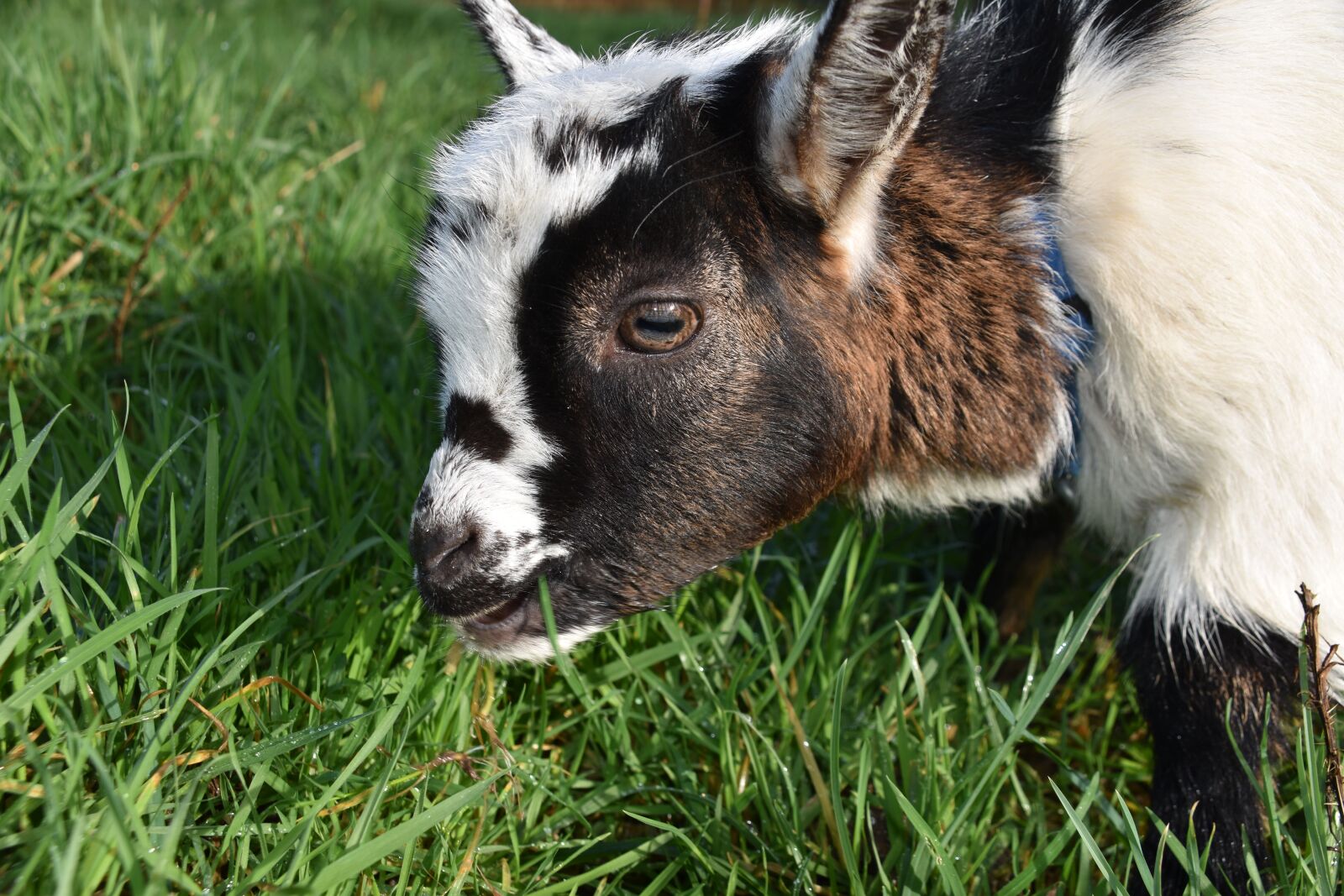Nikon D5600 sample photo. Goat, kid, ibex photography