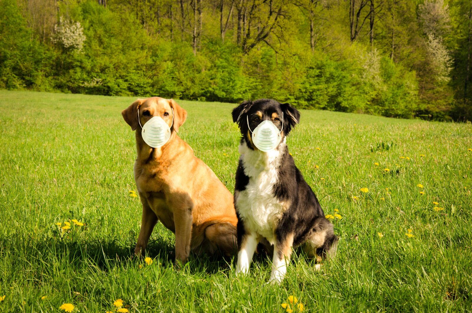 Nikon D5100 sample photo. Dogs, mask, covid-19 photography