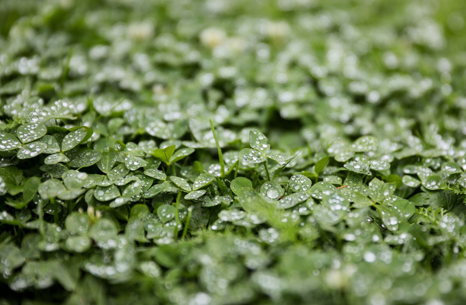 Canon EOS 5D Mark IV sample photo. Clover, alfalfa, rain photography