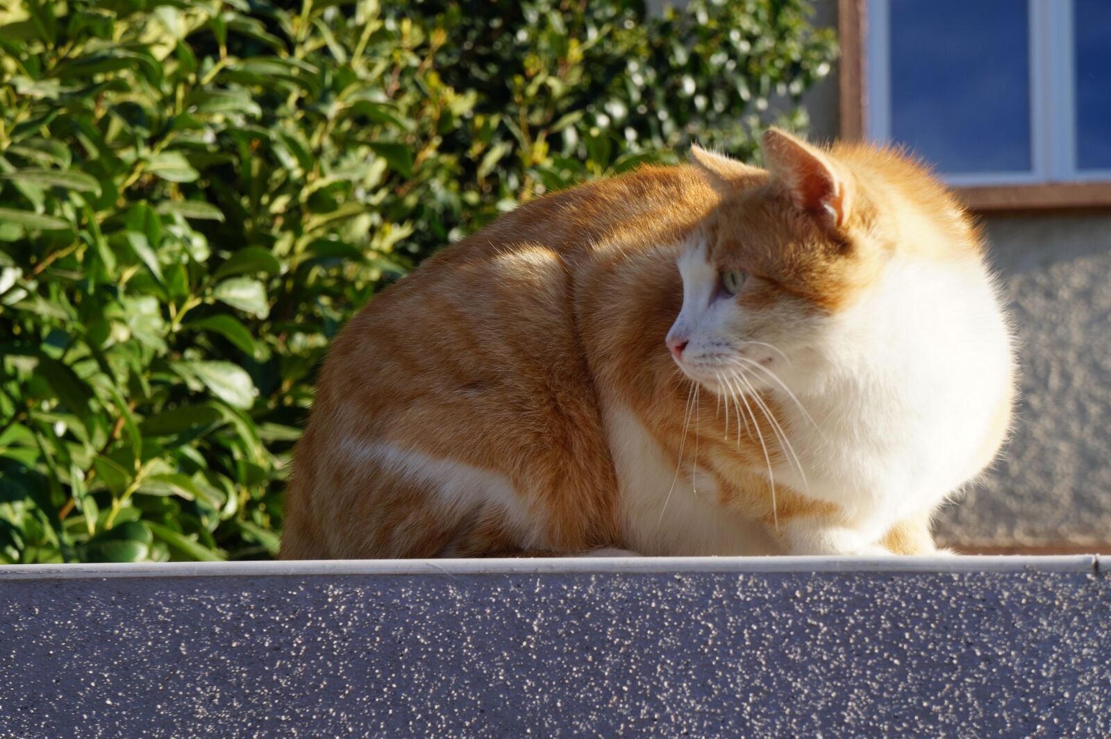 Sony Alpha a3000 + Sony E 18-55mm F3.5-5.6 OSS sample photo. Cat, muret, wall photography