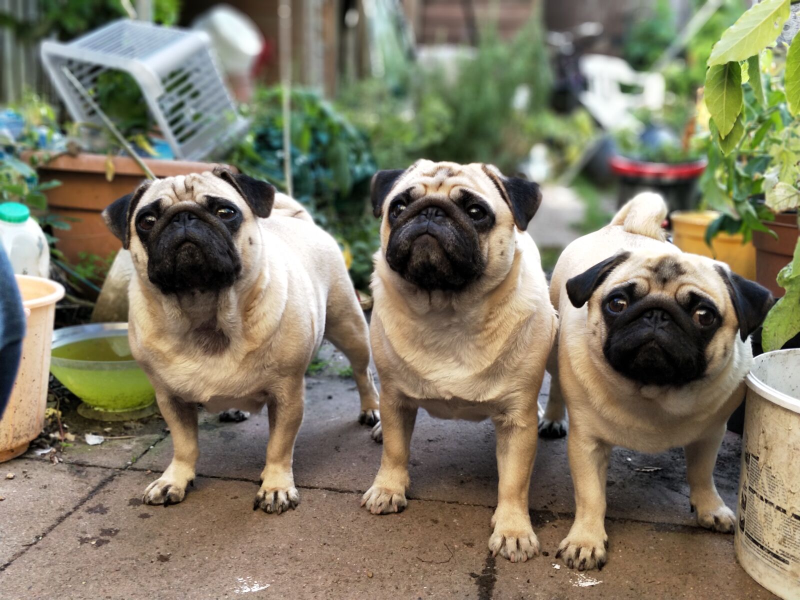 OnePlus 5 sample photo. Pugs, pug, dogs photography