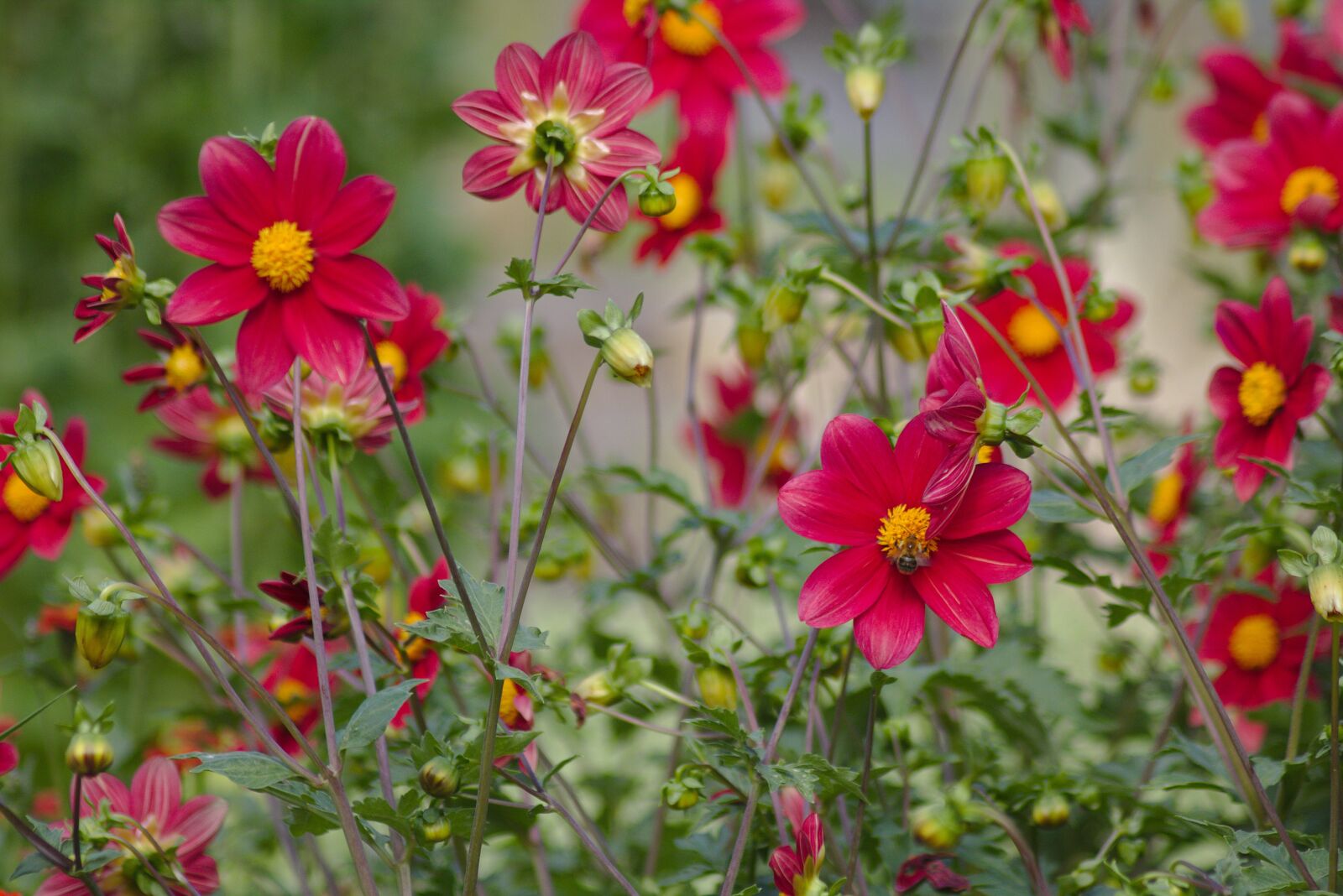 Canon EOS 750D (EOS Rebel T6i / EOS Kiss X8i) sample photo. Flower, plant, nature photography