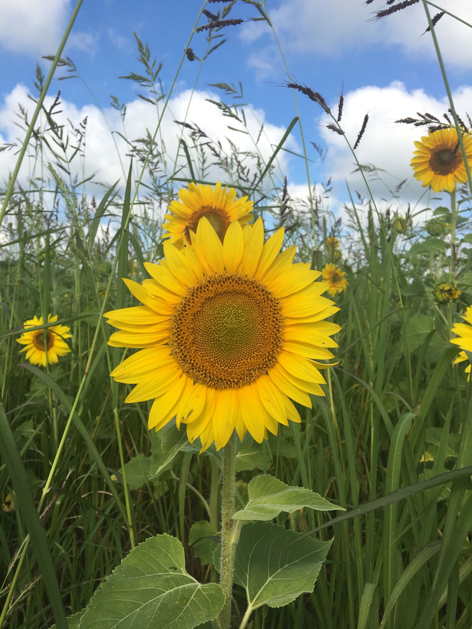 Apple iPhone 6s sample photo. Flower, sun, nature photography