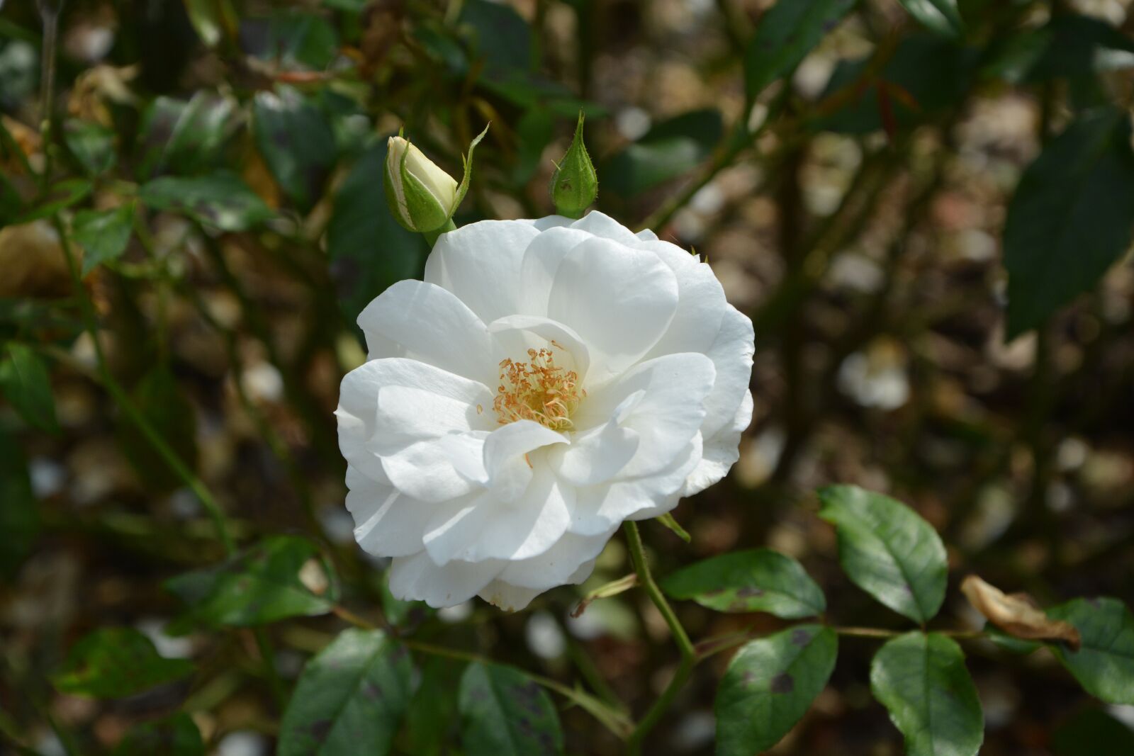 Nikon D5200 sample photo. White rose, rose bud photography