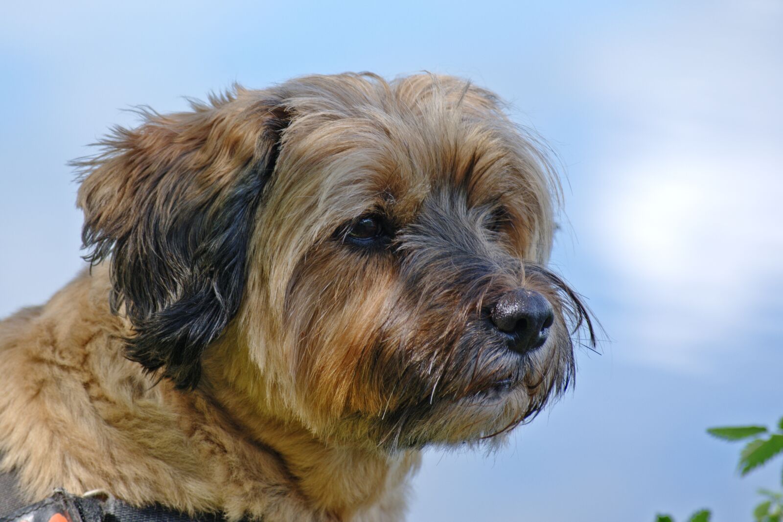 55.0-200.0mm f/4.0-f/5.6 sample photo. Dog, head, animal photography