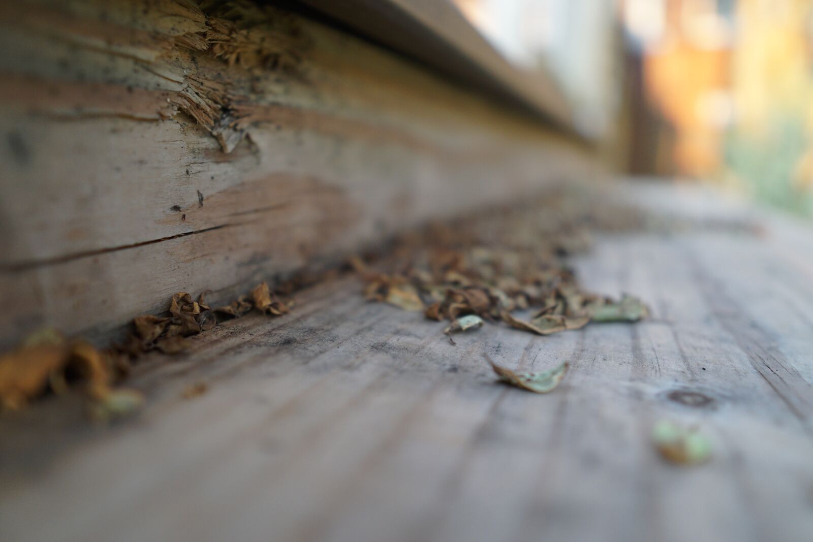 Sigma 16mm F1.4 DC DN | C sample photo. Leaves, step, steps photography