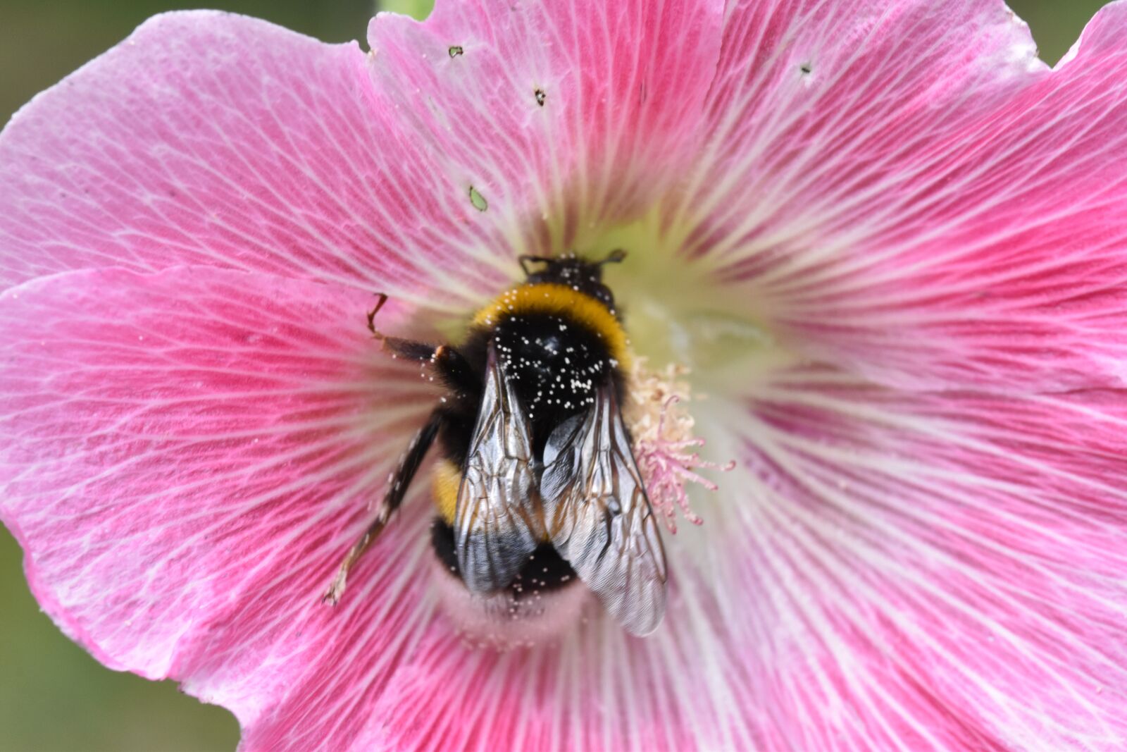 Nikon D5600 sample photo. Pollination, bumblebee, flower photography