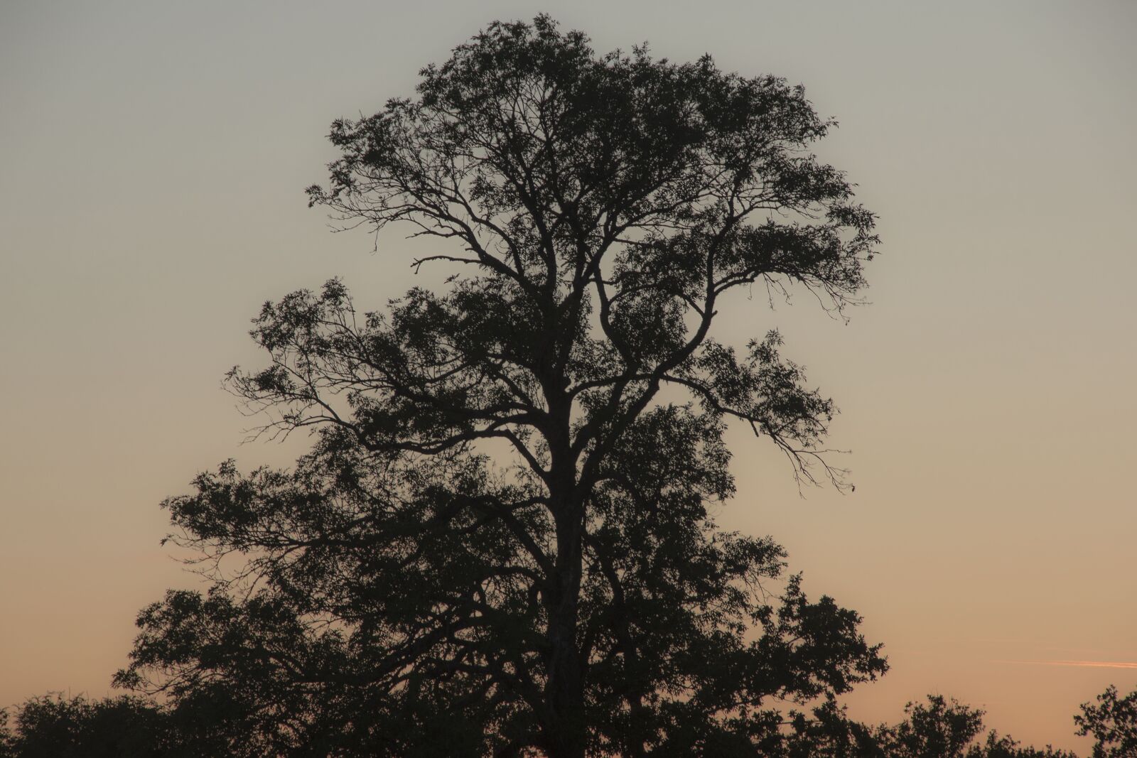 Nikon D5600 sample photo. Tree, sunset, nature photography