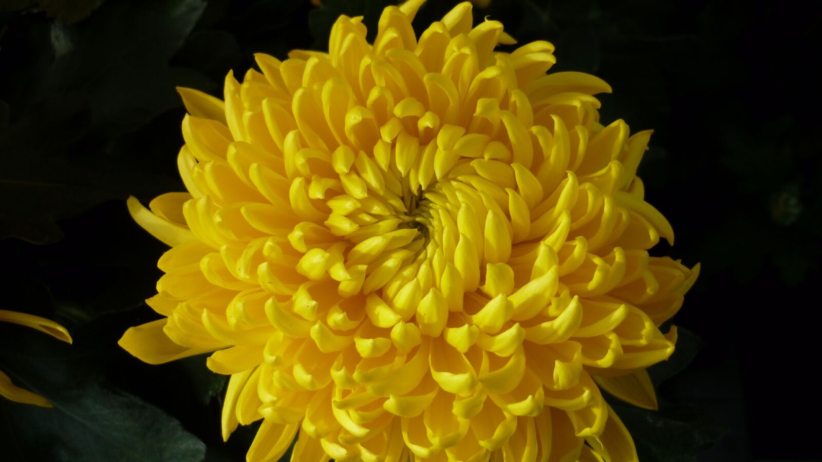 Panasonic Lumix DMC-FS6 sample photo. Chrysanthemum, flower, yellow photography