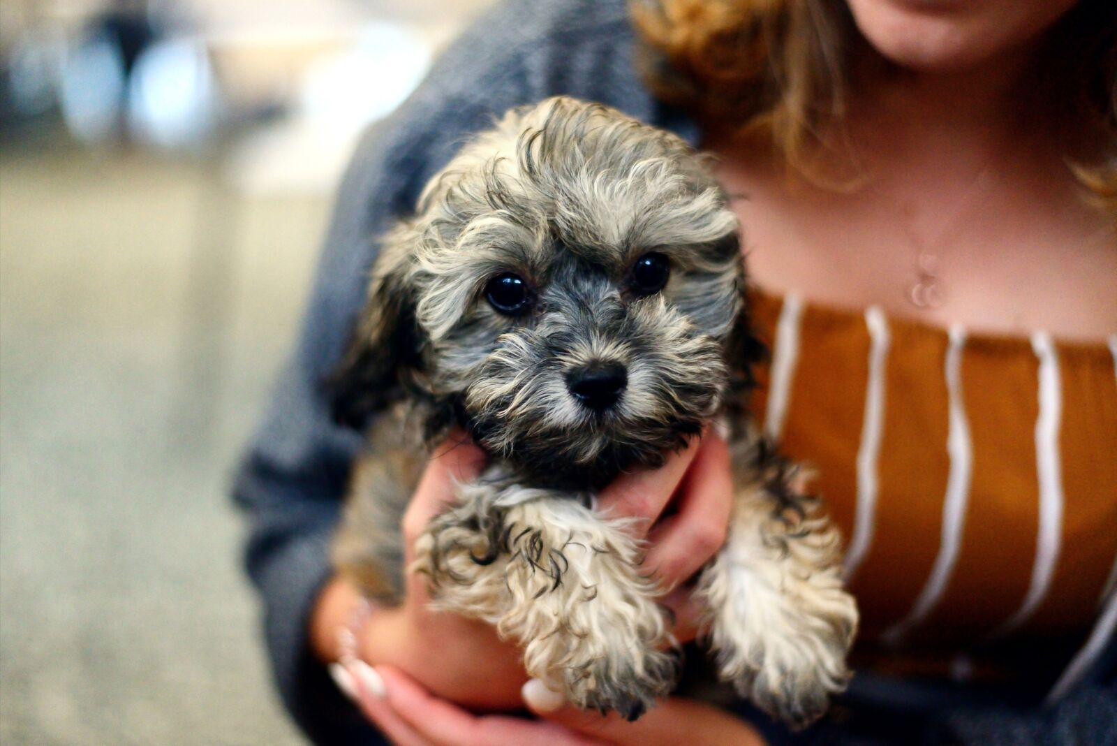 Nikon D610 sample photo. Dog, puppy, shih poo photography
