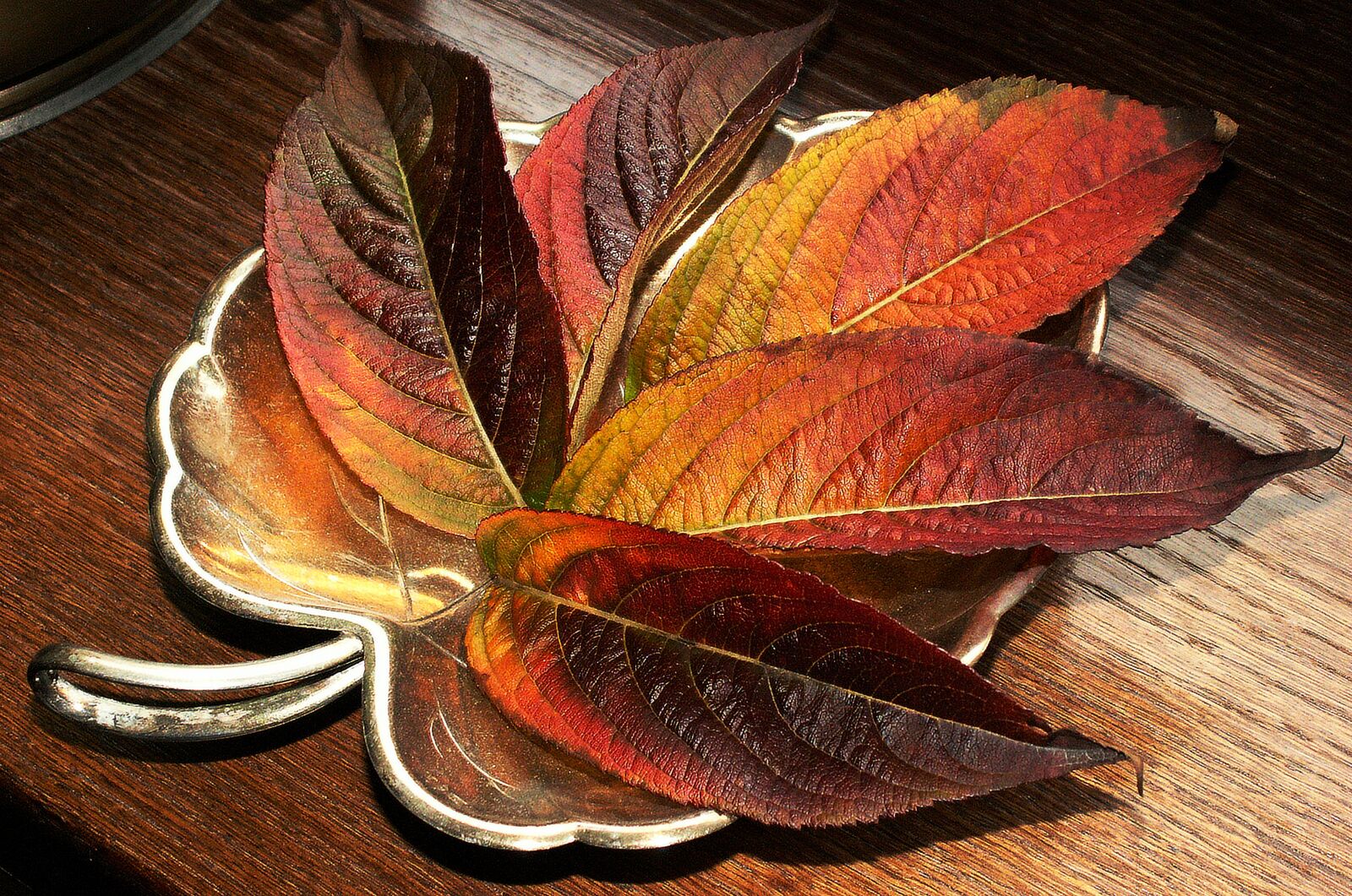 KONICA MINOLTA DiMAGE Z5 sample photo. Leaf, nature, color photography