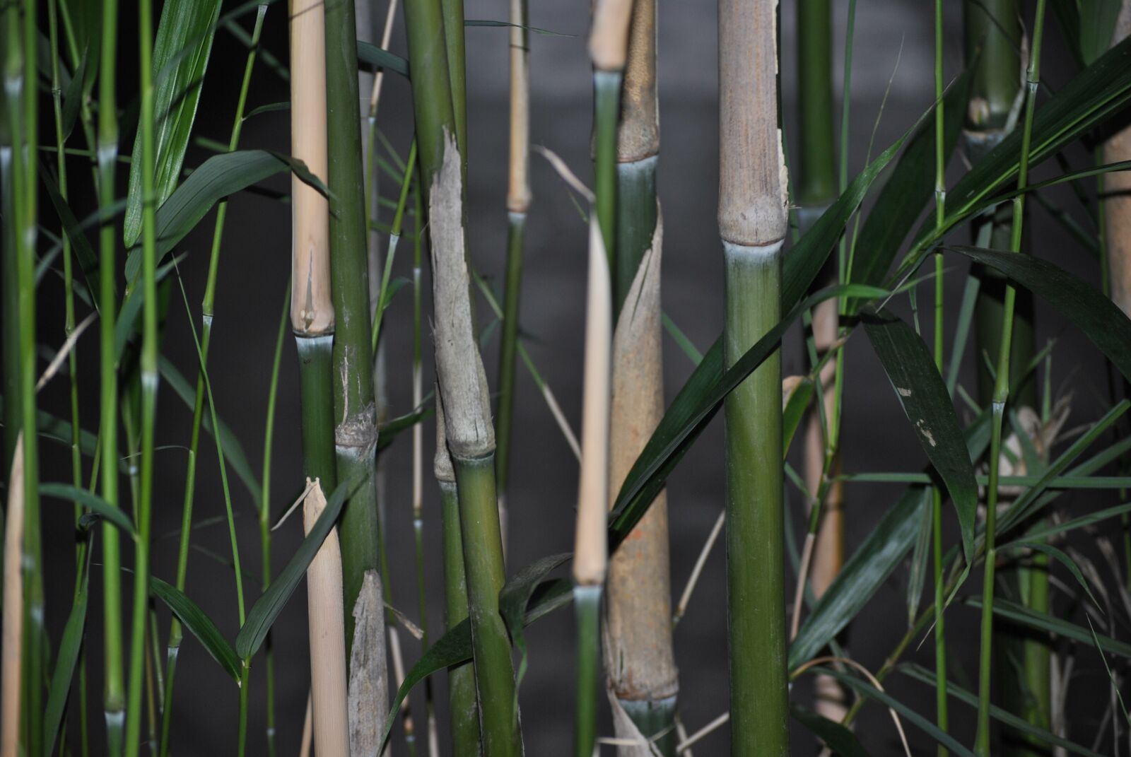 Nikon D3000 sample photo. Bamboo, green, nature photography