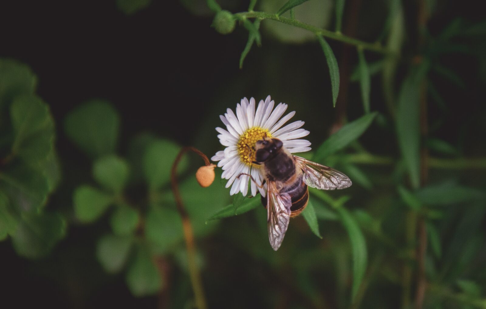 Nikon D7000 sample photo. Flower, daisy, bee photography