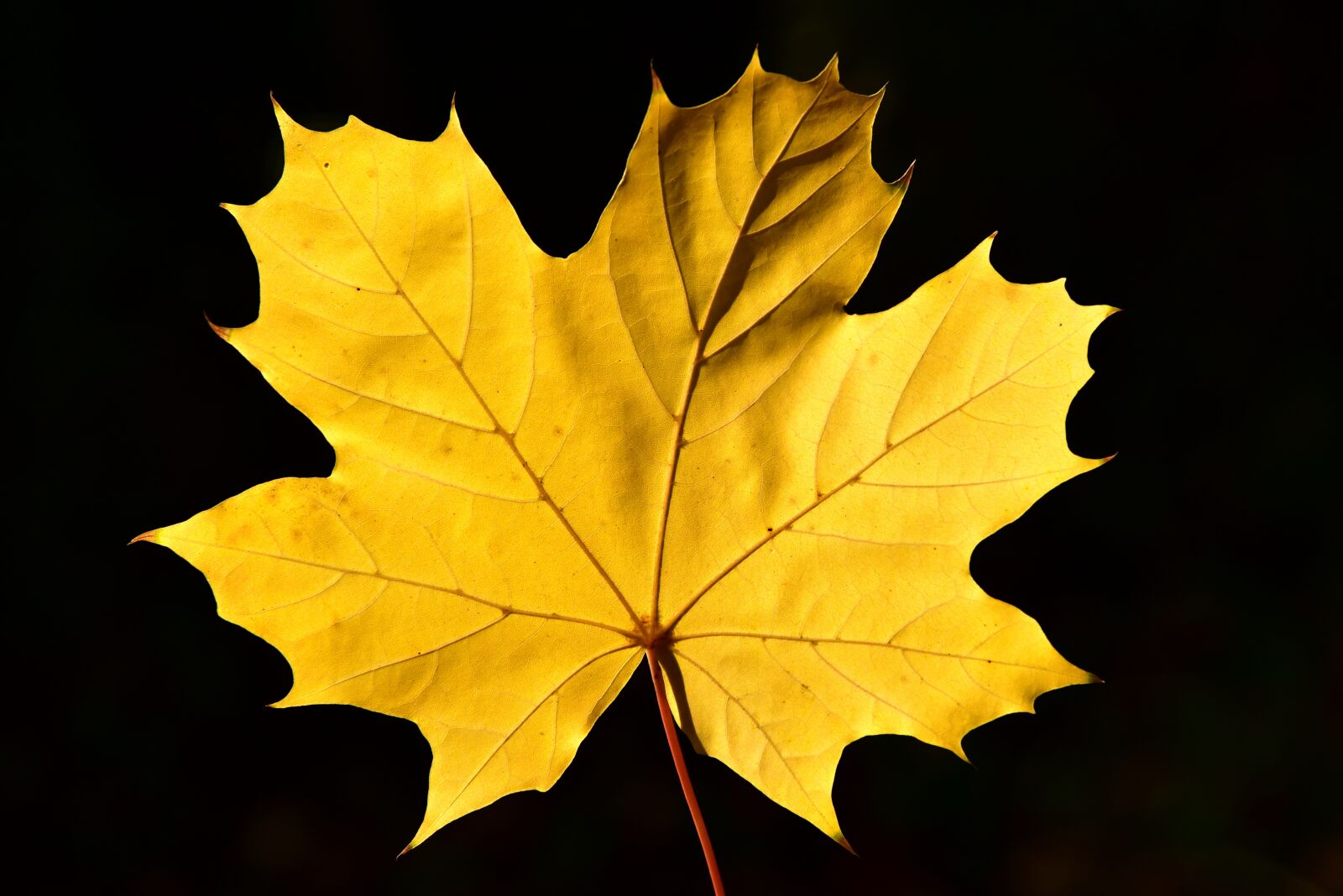 Nikon D750 sample photo. Maple leaf, yellow, autumn photography
