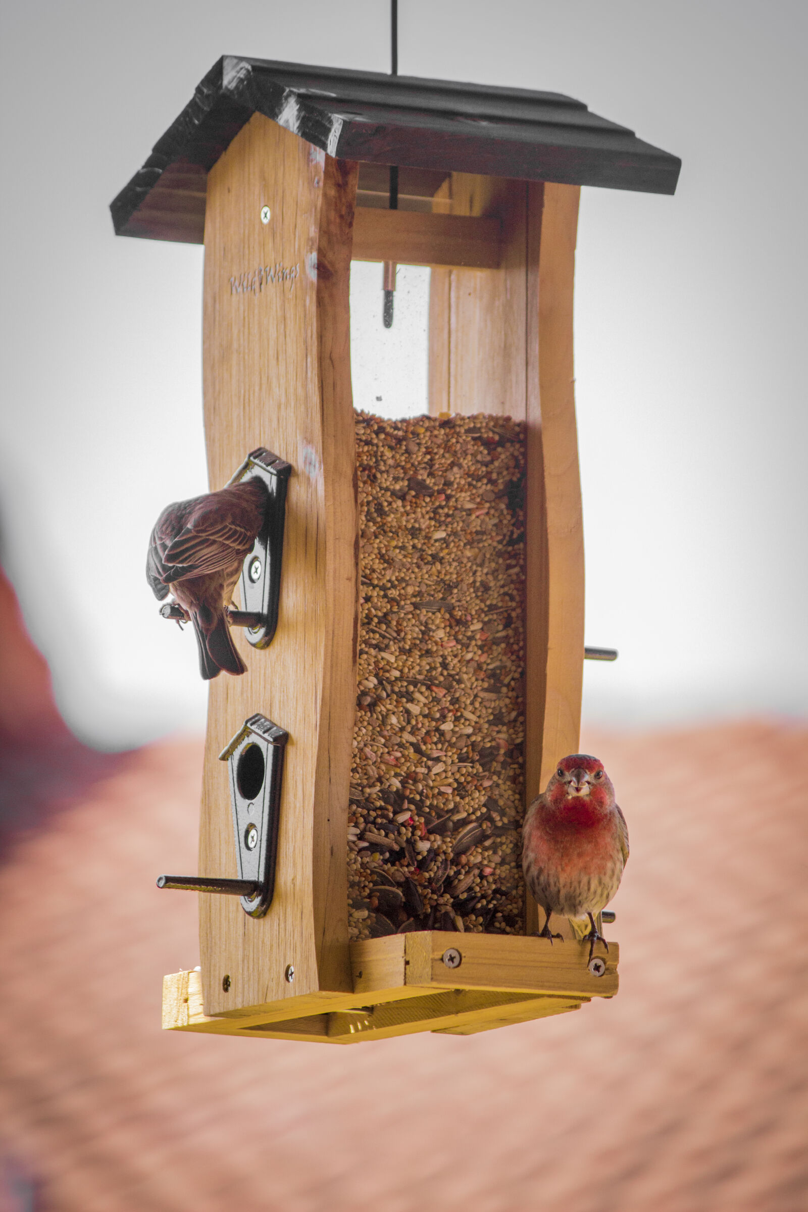 Canon EOS 600D (Rebel EOS T3i / EOS Kiss X5) sample photo. Birds, on, brown, wooden photography