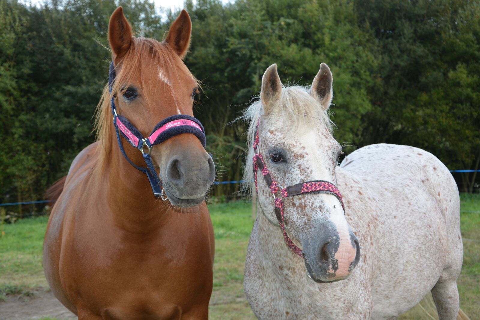 Nikon D5200 sample photo. Horses, horse, mare photography