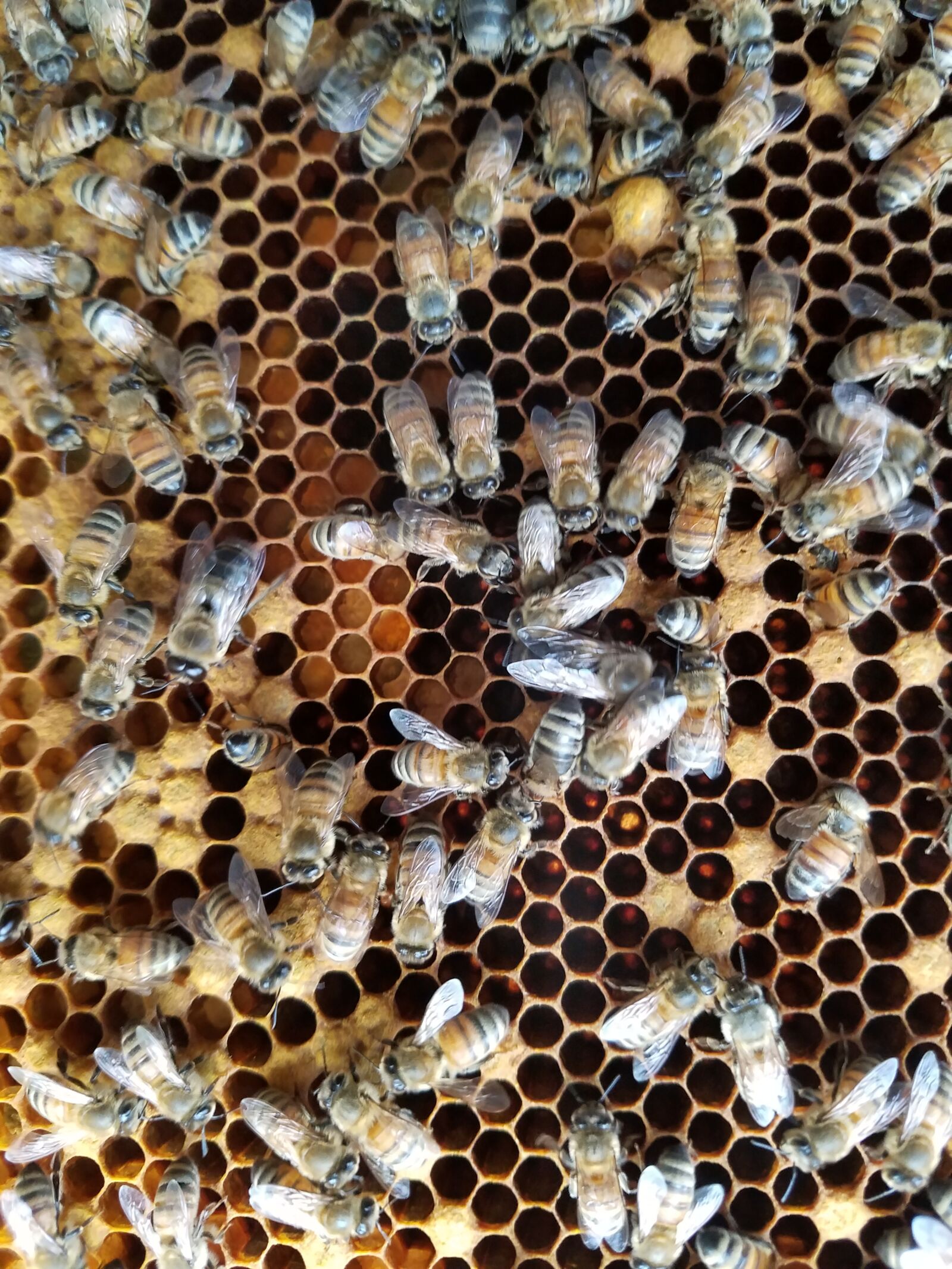 Samsung Galaxy S7 sample photo. Bees, honey, honey comb photography