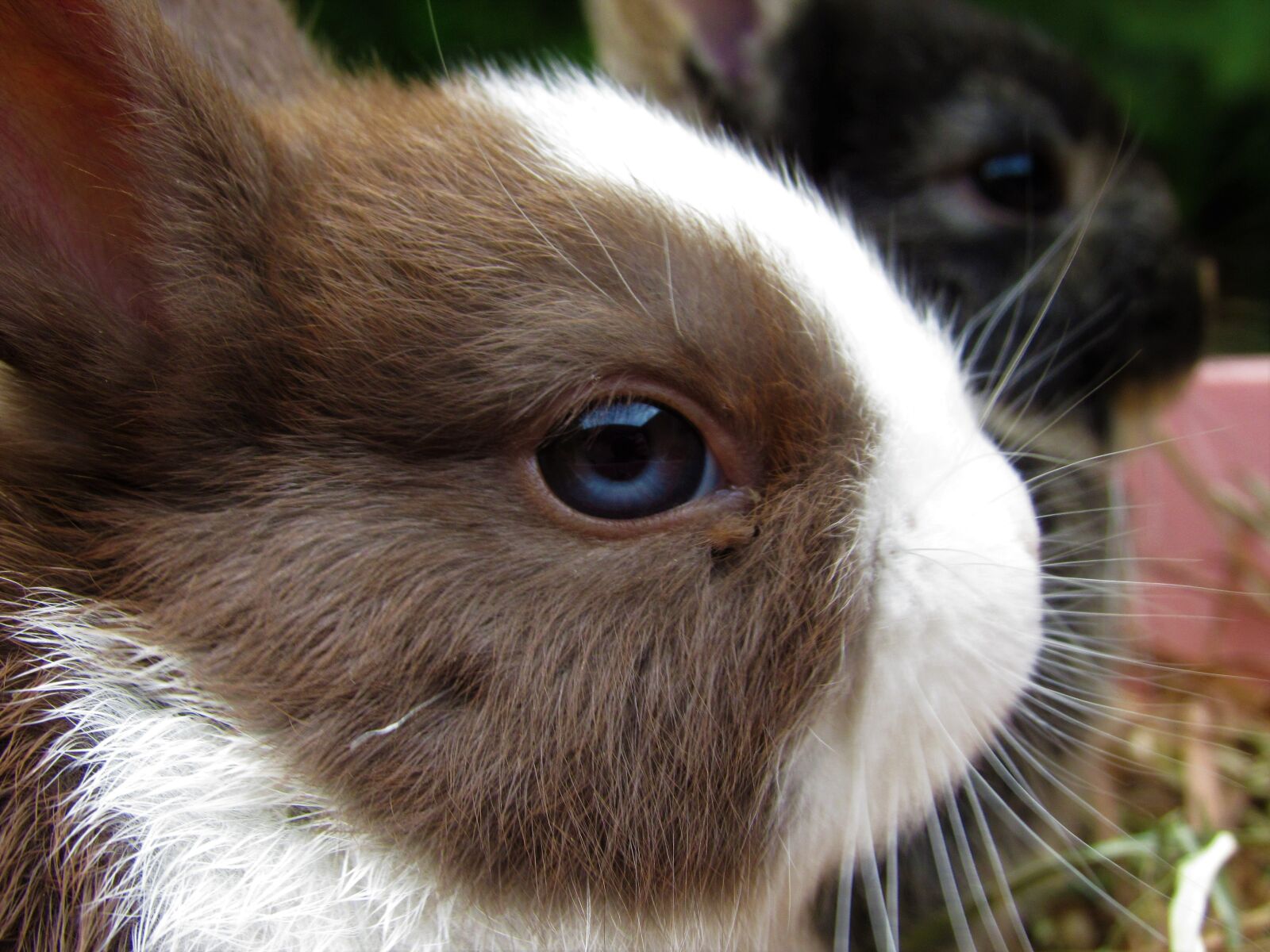 Canon PowerShot SX520 HS sample photo. Rabbit, netherland dwarf, cute photography
