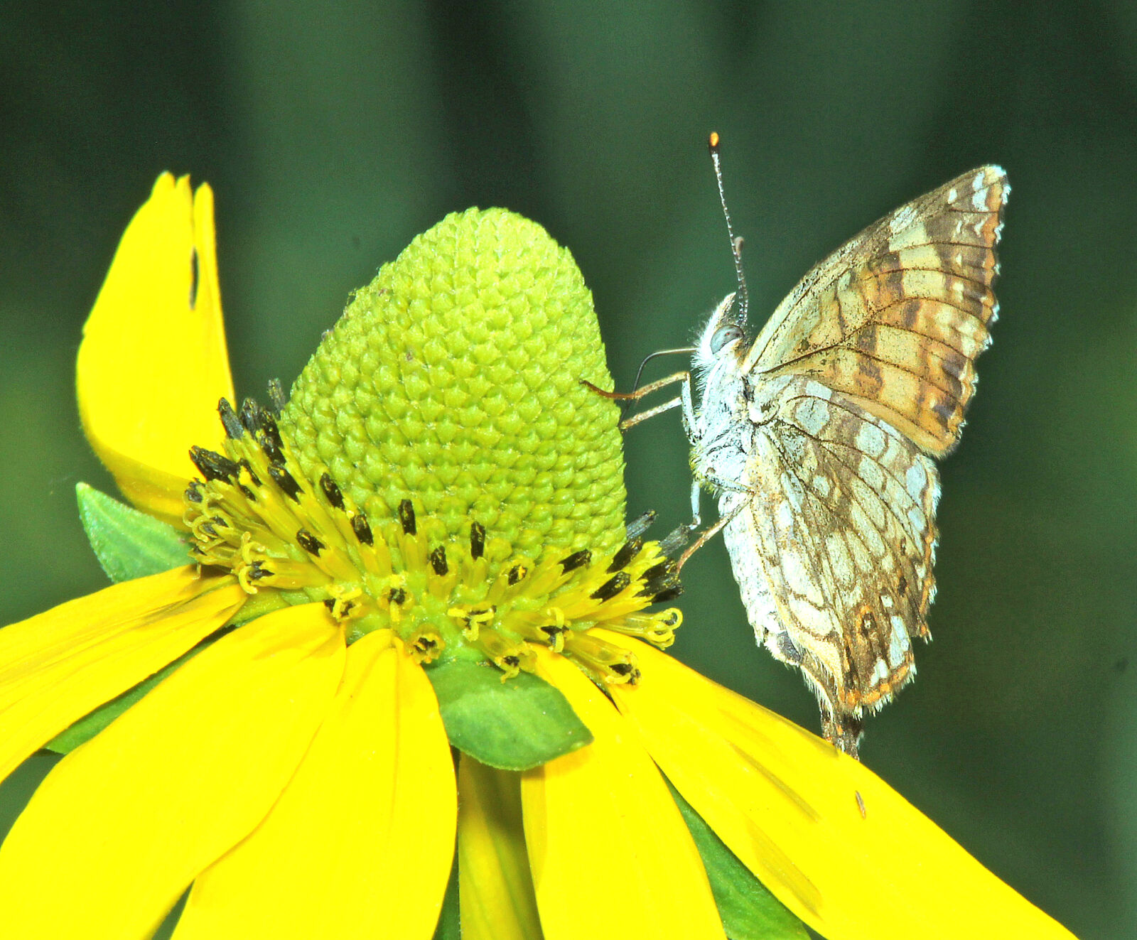 Canon EF 300mm F4L IS USM sample photo
