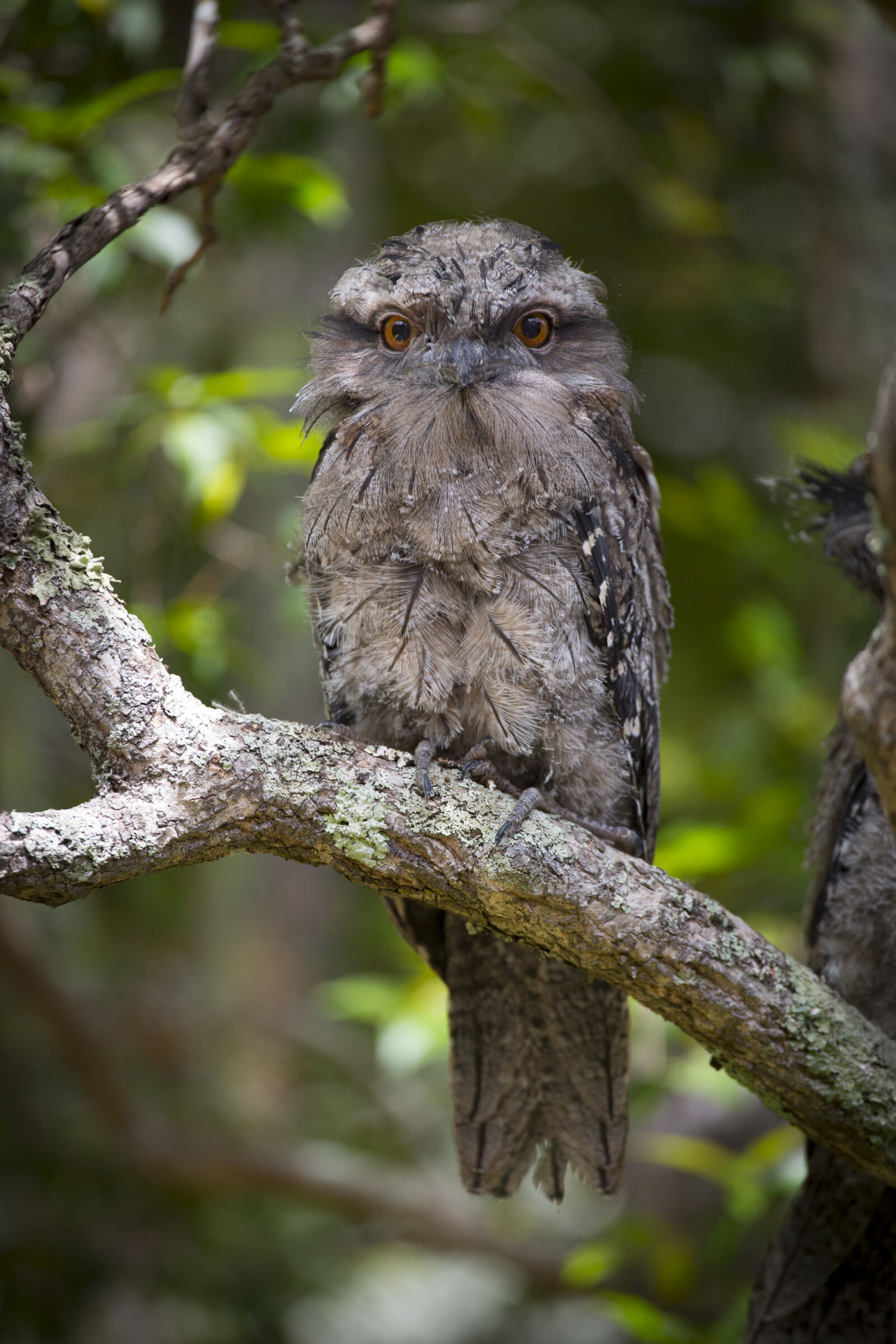 Canon EF 70-200mm F4L USM sample photo. Australia, bird, nature, tawny photography