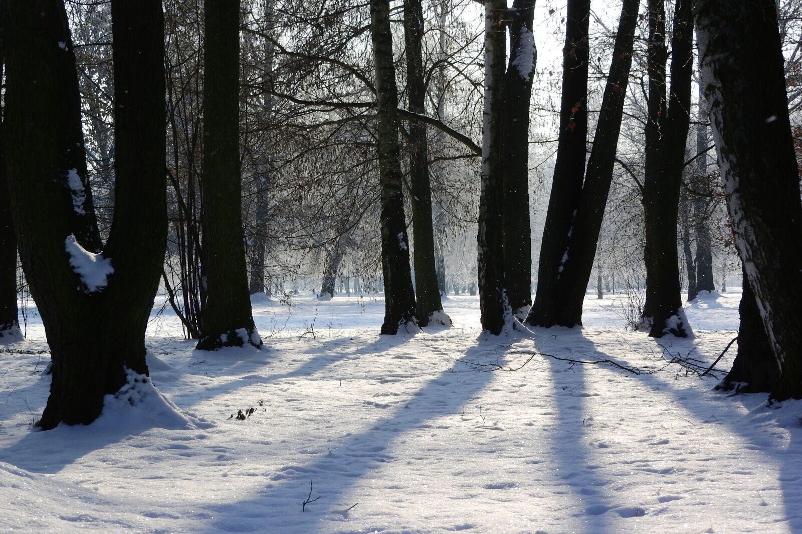 Nikon Coolpix P610 sample photo. Snow, trees, park photography