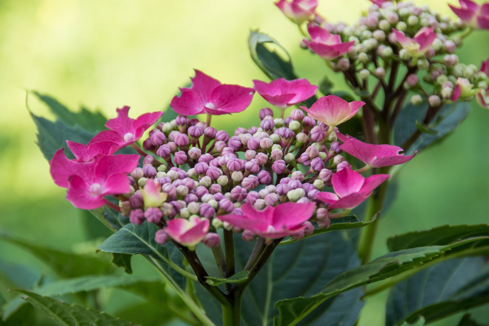 Nikon D5500 sample photo. Hydrangea, flower, garden photography
