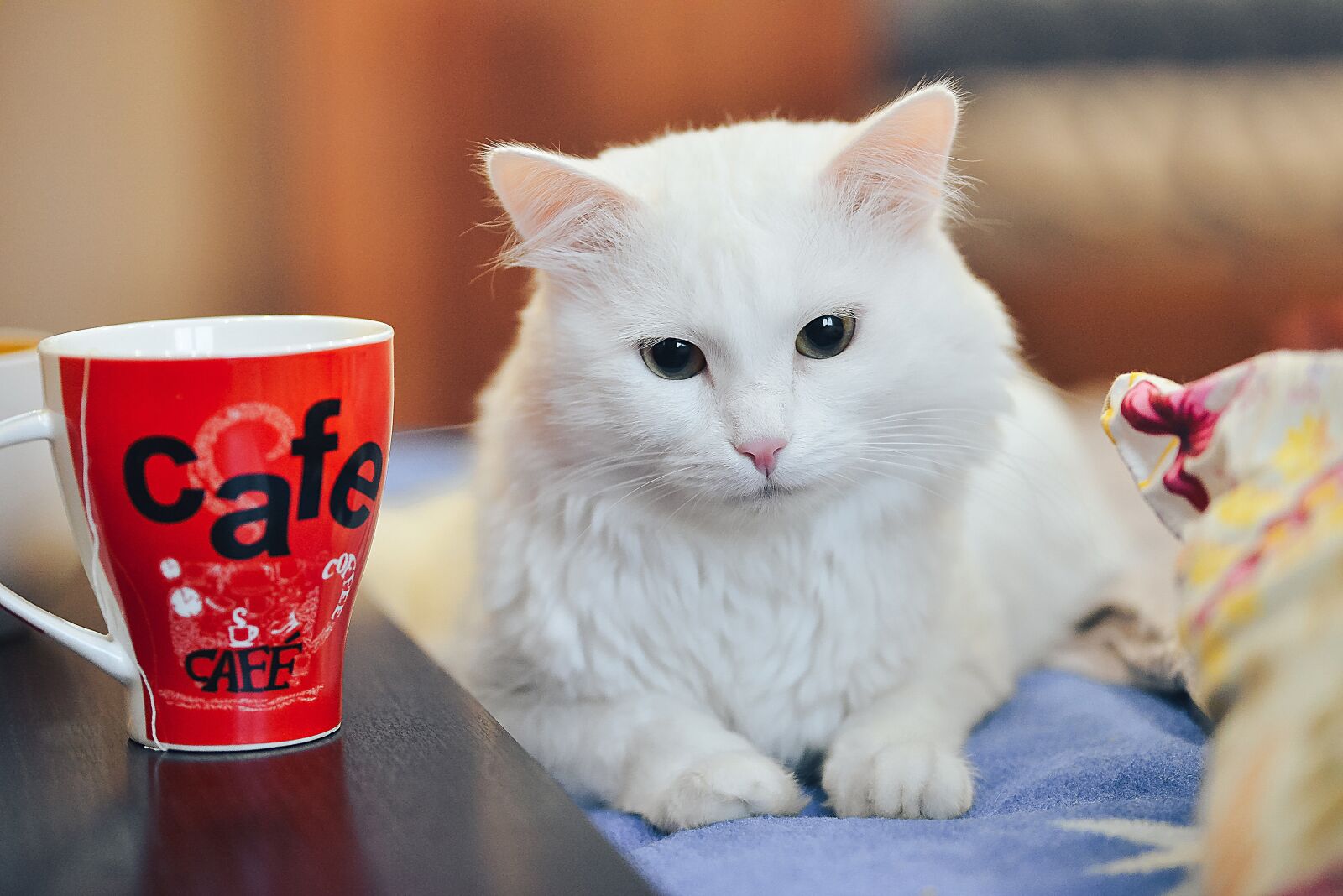 Nikon D800 sample photo. Cat drinking tea, tea photography