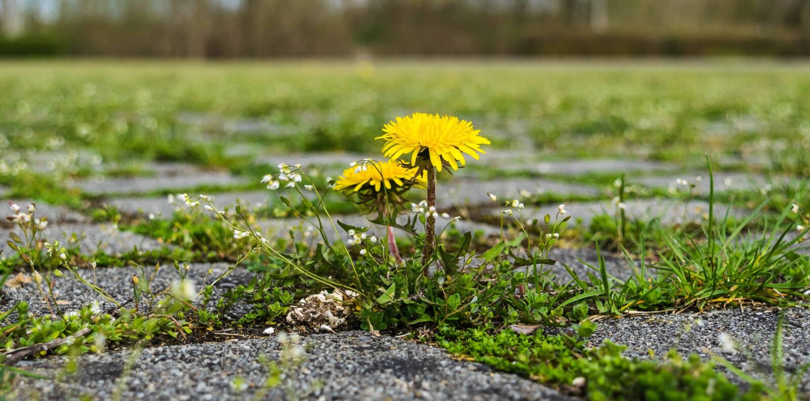 Nikon D3300 sample photo. Grass, nature, herb, dandelion photography