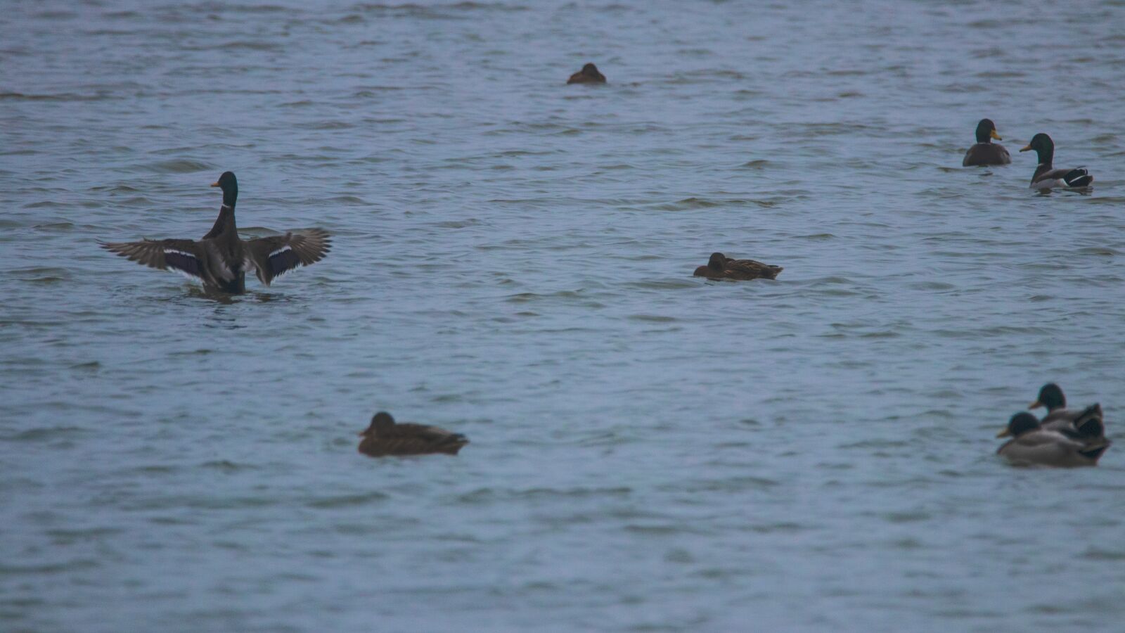 150-600mm F5-6.3 DG OS HSM | Contemporary 015 sample photo. Lake, autumn, water photography