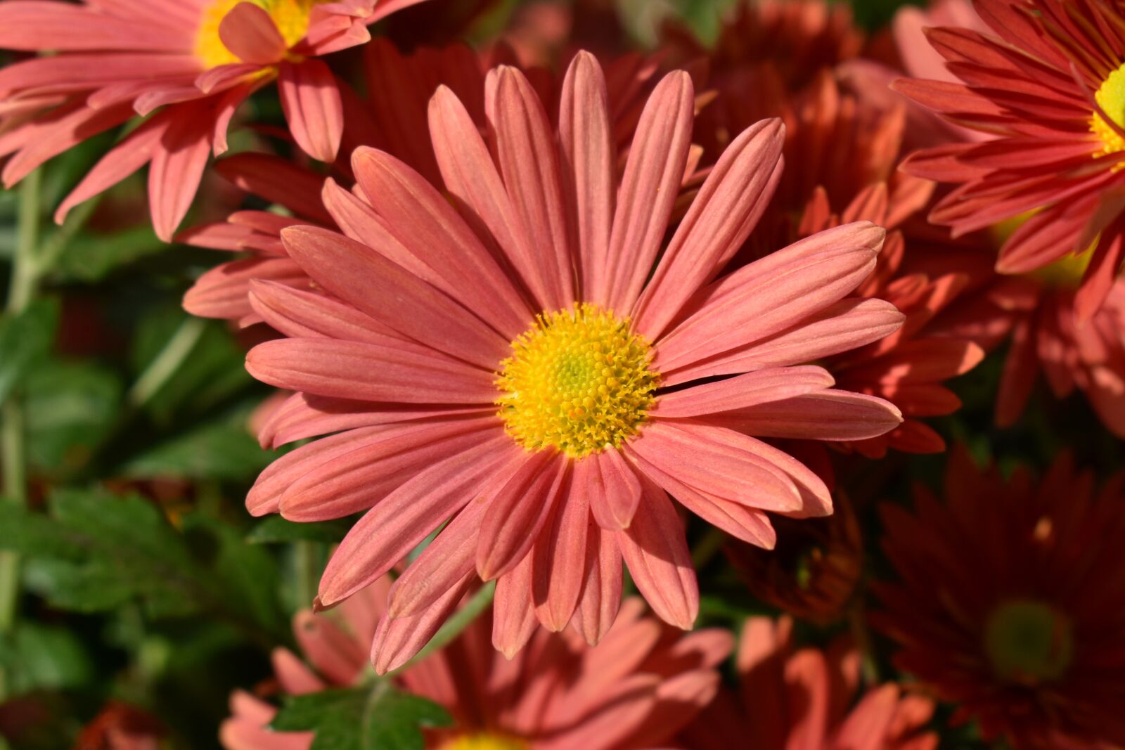 Nikon D3500 sample photo. Flower, plant, nature photography
