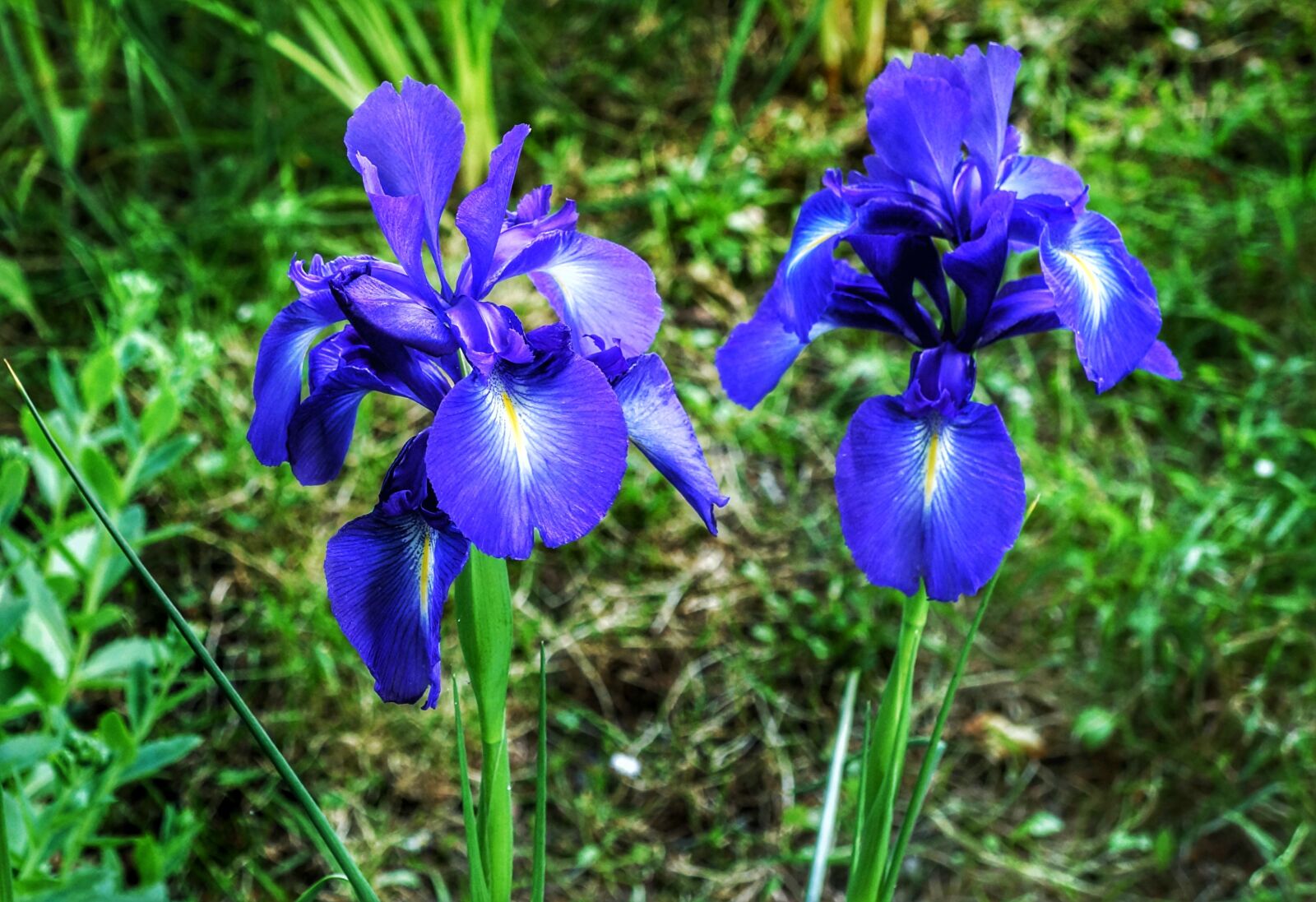 Sony Alpha NEX-7 sample photo. Iris, flower, purple photography