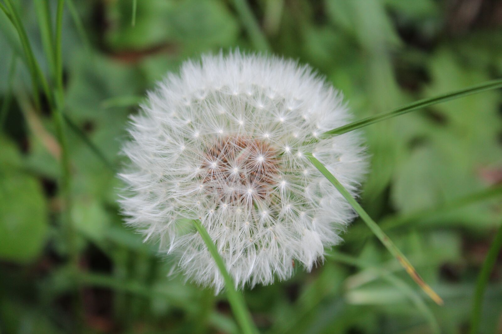 Canon EOS 600D (Rebel EOS T3i / EOS Kiss X5) sample photo. Dandelion, meadow, flower photography