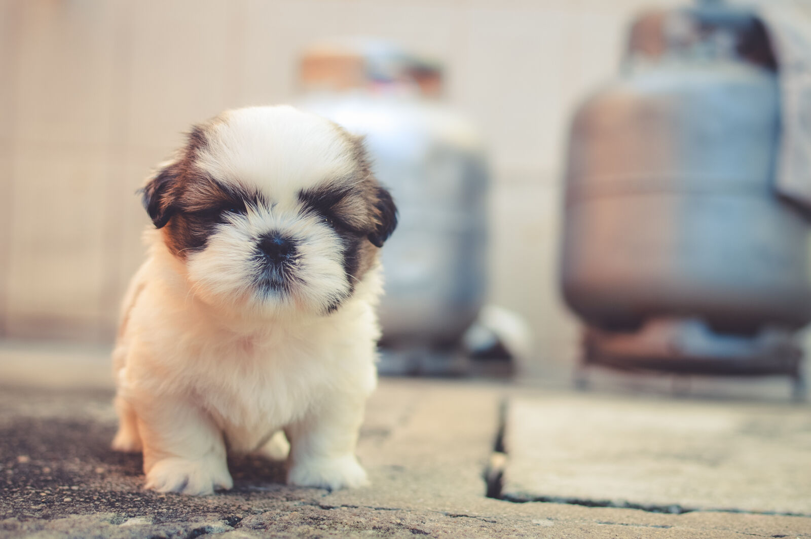 Nikon D3200 + Nikon AF-S DX Nikkor 35mm F1.8G sample photo. Dog, tough, small, puppy photography