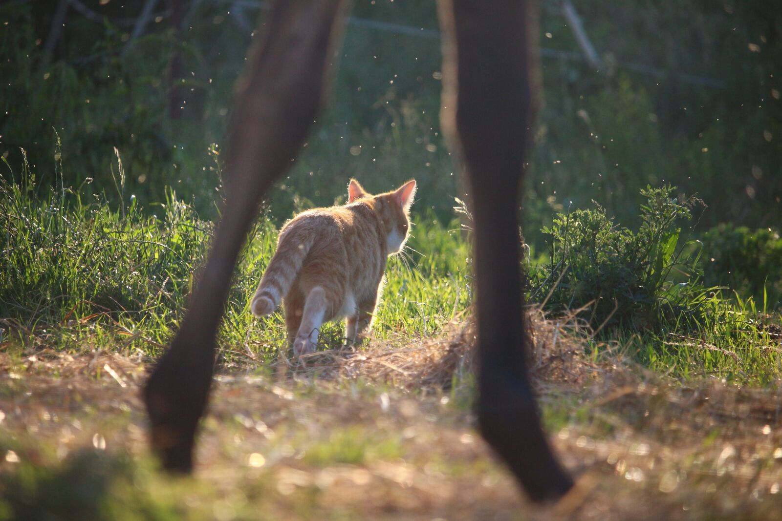 Canon EOS 100D (EOS Rebel SL1 / EOS Kiss X7) sample photo. Cat, mieze, kitten photography