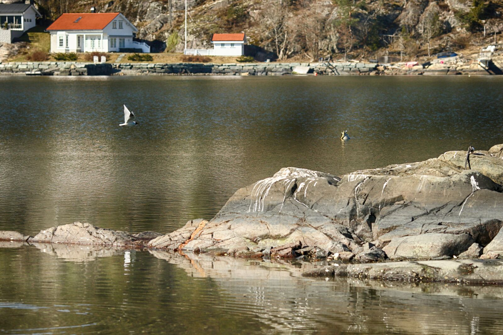Canon EOS 7D Mark II sample photo. Seagull, sea, landscape photography
