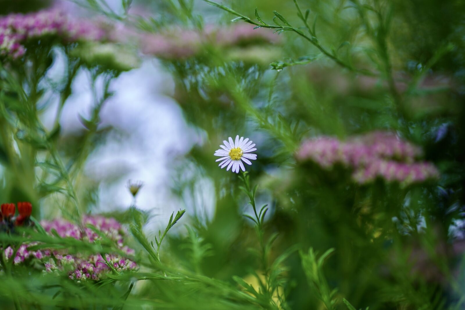 Sony FE 85mm F1.8 sample photo. Daisy, flower, flower meadow photography