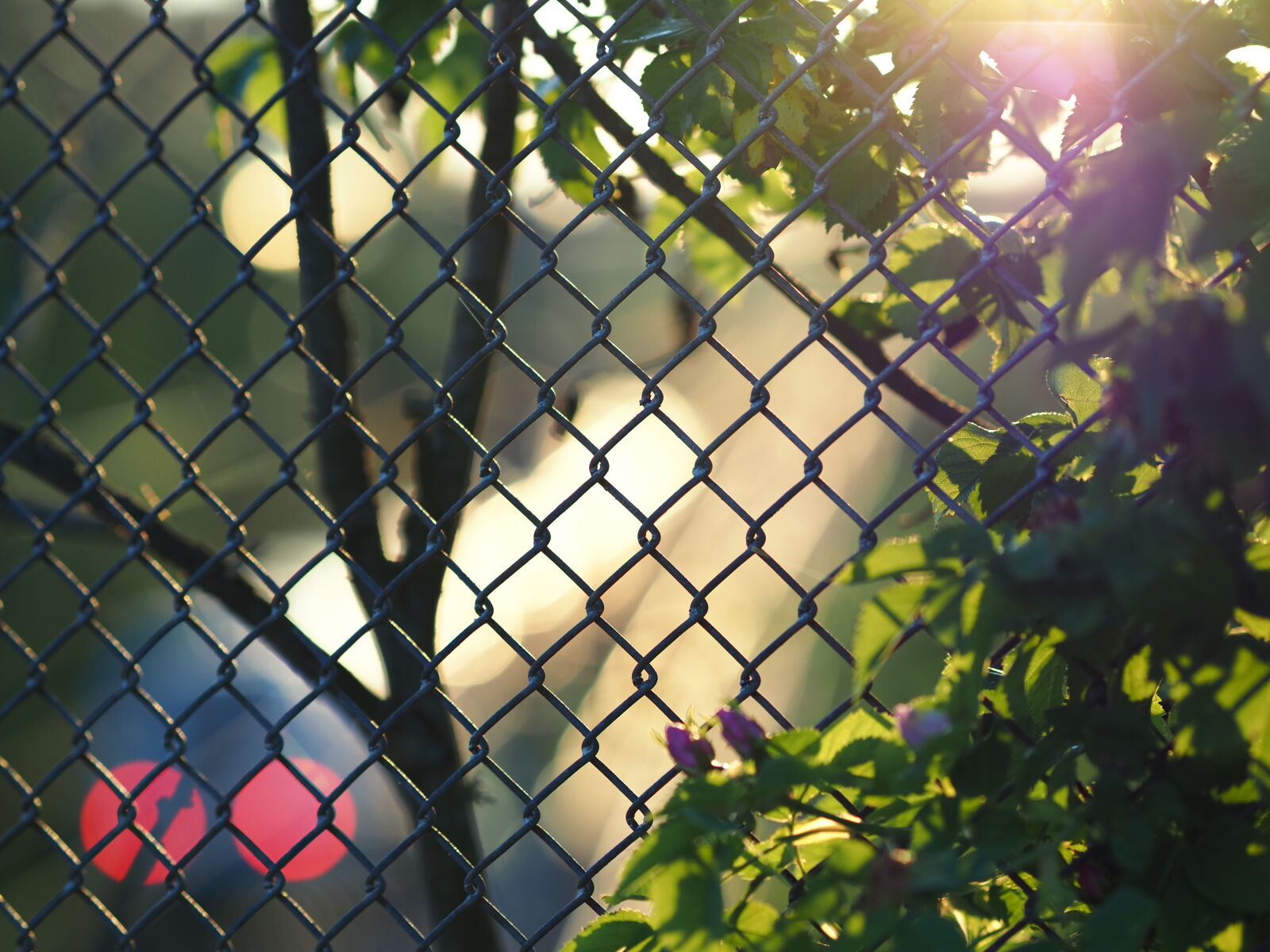 Olympus OM-D E-M1X sample photo