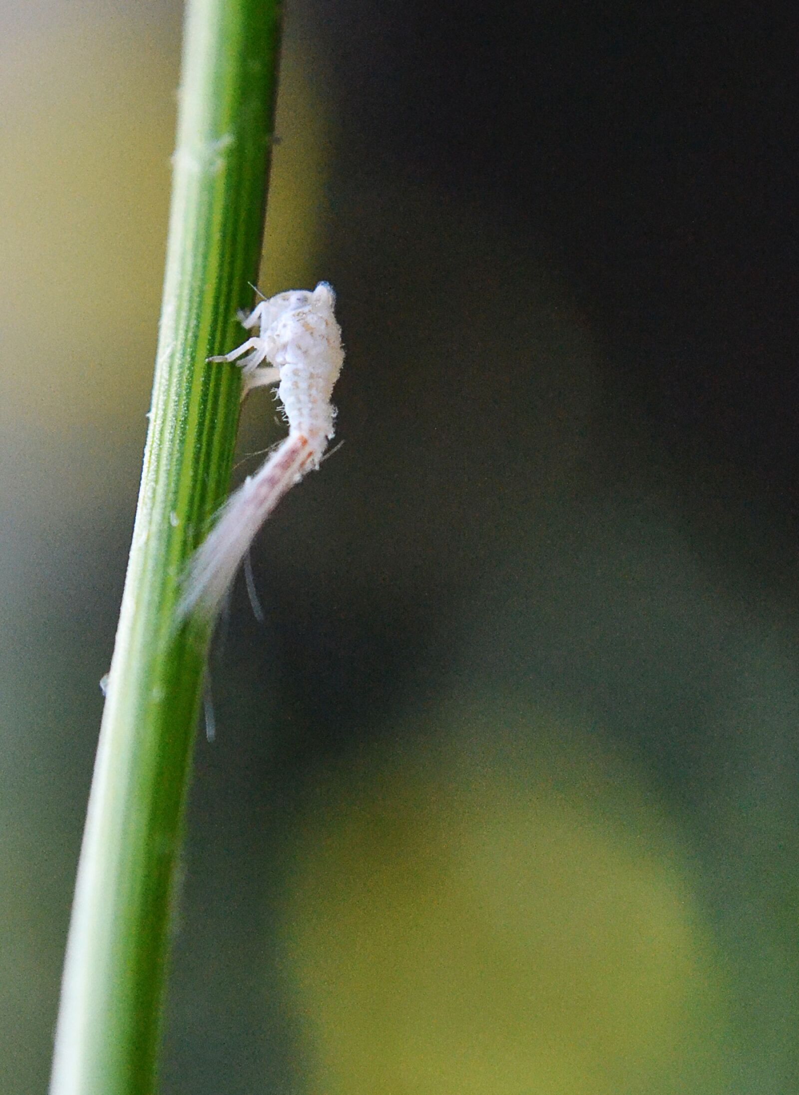 Nikon D3100 sample photo. Insect, tiny insect, micro photography