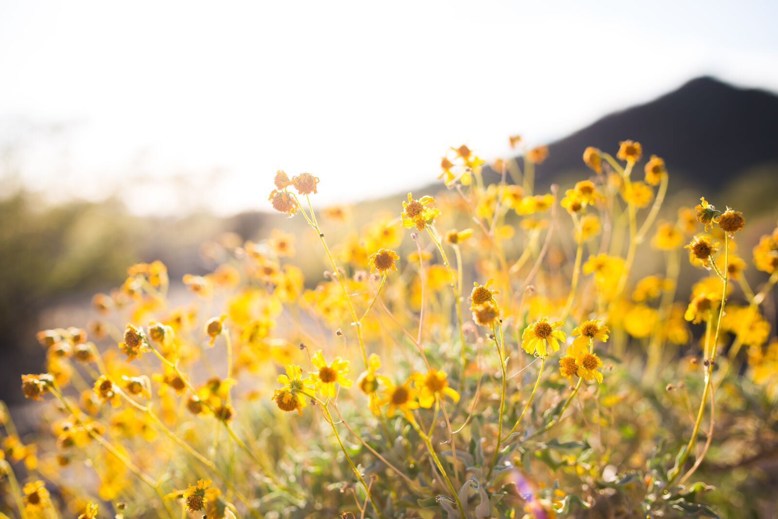 Canon EOS 6D sample photo. Bloom, blossom, close-up photography