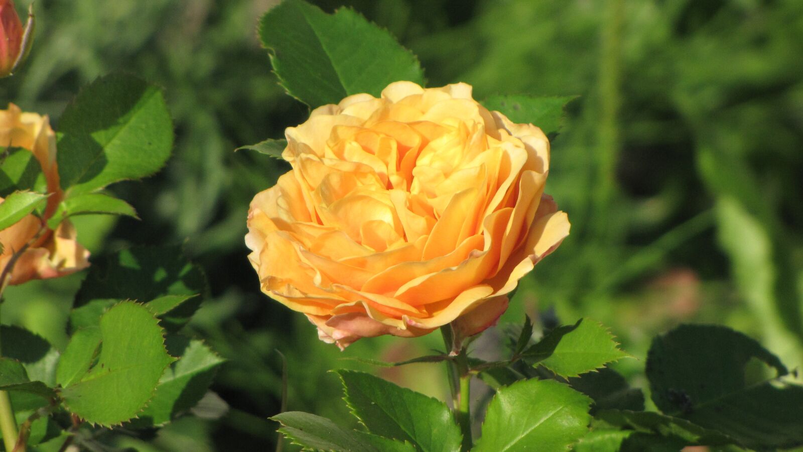 Canon PowerShot SX1 IS sample photo. Ranunculus, flower, orange photography