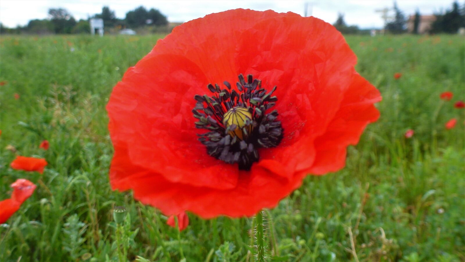 Panasonic Lumix DMC-ZS10 (Lumix DMC-TZ20 / Lumix DMC-TZ22) sample photo. Flower, nature, poppy photography