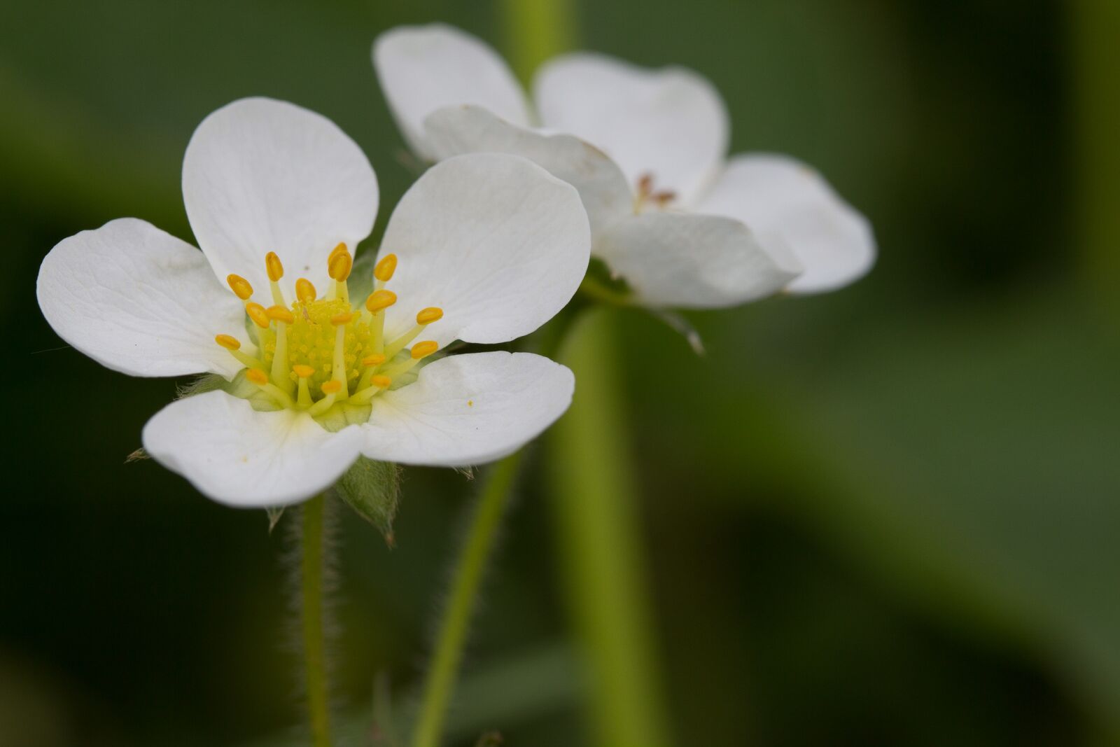 Canon EF-S 60mm F2.8 Macro USM sample photo. Strawberry, plant, nature photography