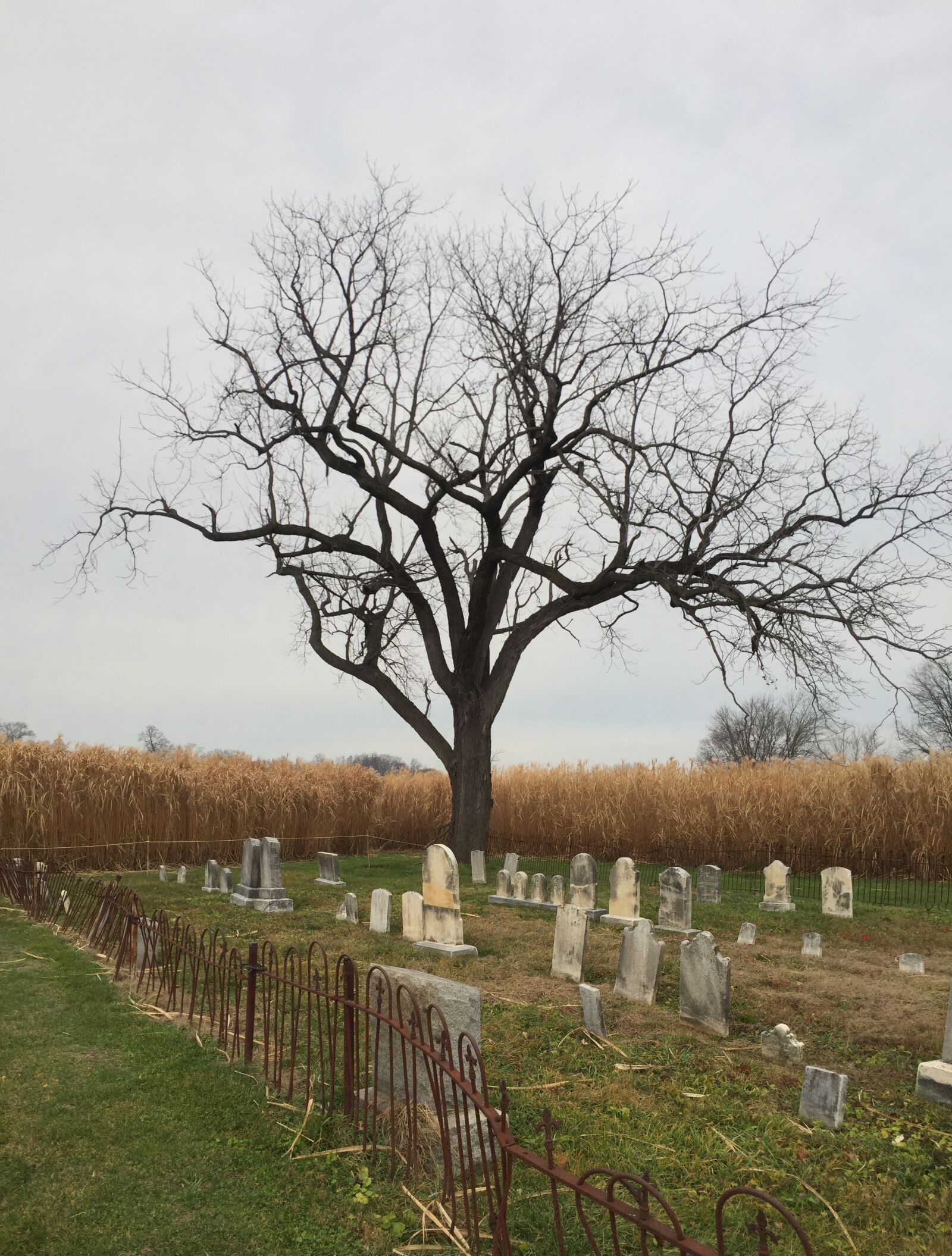 Apple iPhone 6 sample photo. Cemetery, tree, october photography