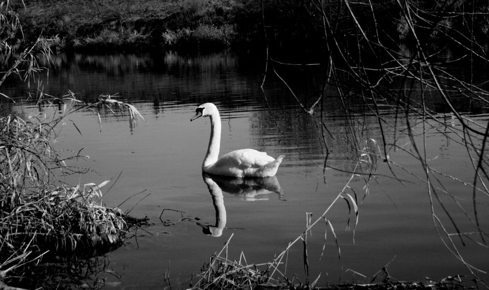 Canon EOS 400D (EOS Digital Rebel XTi / EOS Kiss Digital X) sample photo. Swan, lake, nature photography