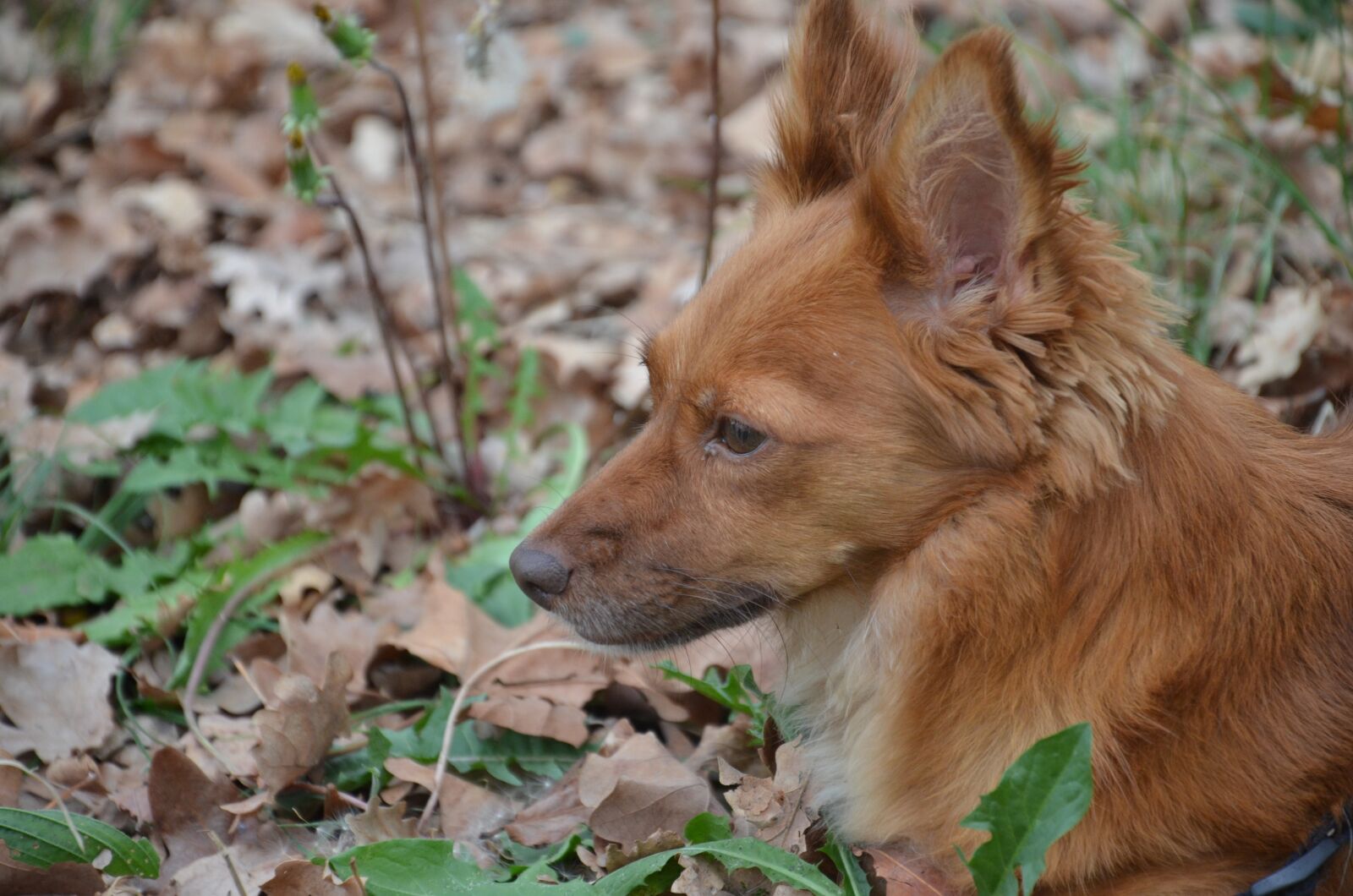 Nikon D7000 sample photo. Dog, animal, home photography