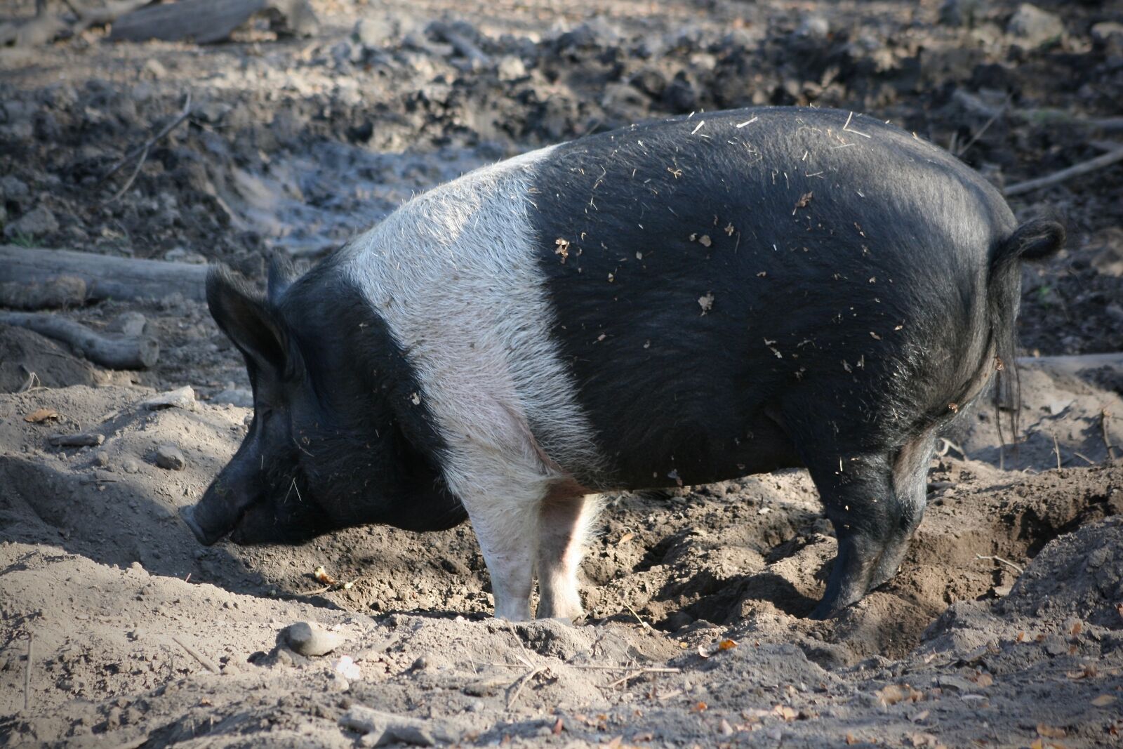 Canon EOS 400D (EOS Digital Rebel XTi / EOS Kiss Digital X) sample photo. Pet, domestic pig, mud photography