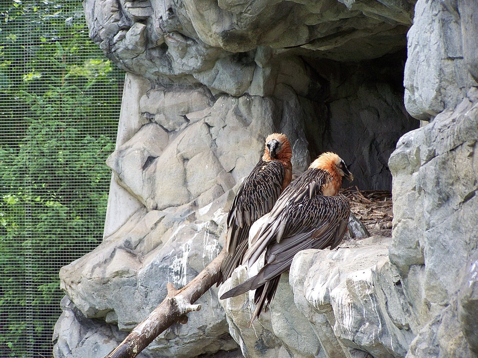 Kodak EASYSHARE ZD710 ZOOM DIGITAL CAMERA sample photo. Zoo, innsbruck, alpine zoo photography